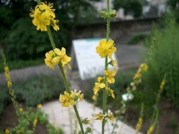 Heilpflanzengarten